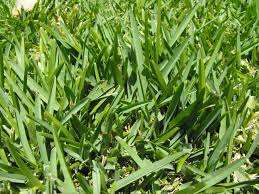 What Kinds of Grass to Plant in Florida