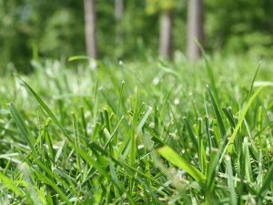 What Kinds of Grass to Plant in Florida