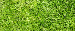What Kinds of Grass to Plant in Florida